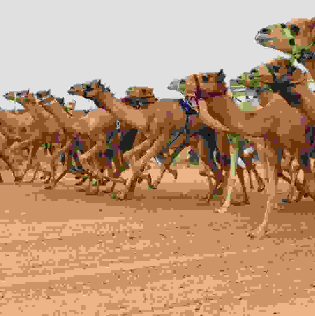 Al Ain Camel Racing Festival makes its debut-image