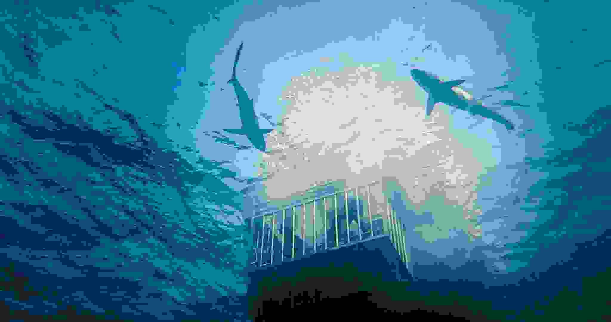 Saudi Arabia just launched shark cage diving in the Red Sea-image