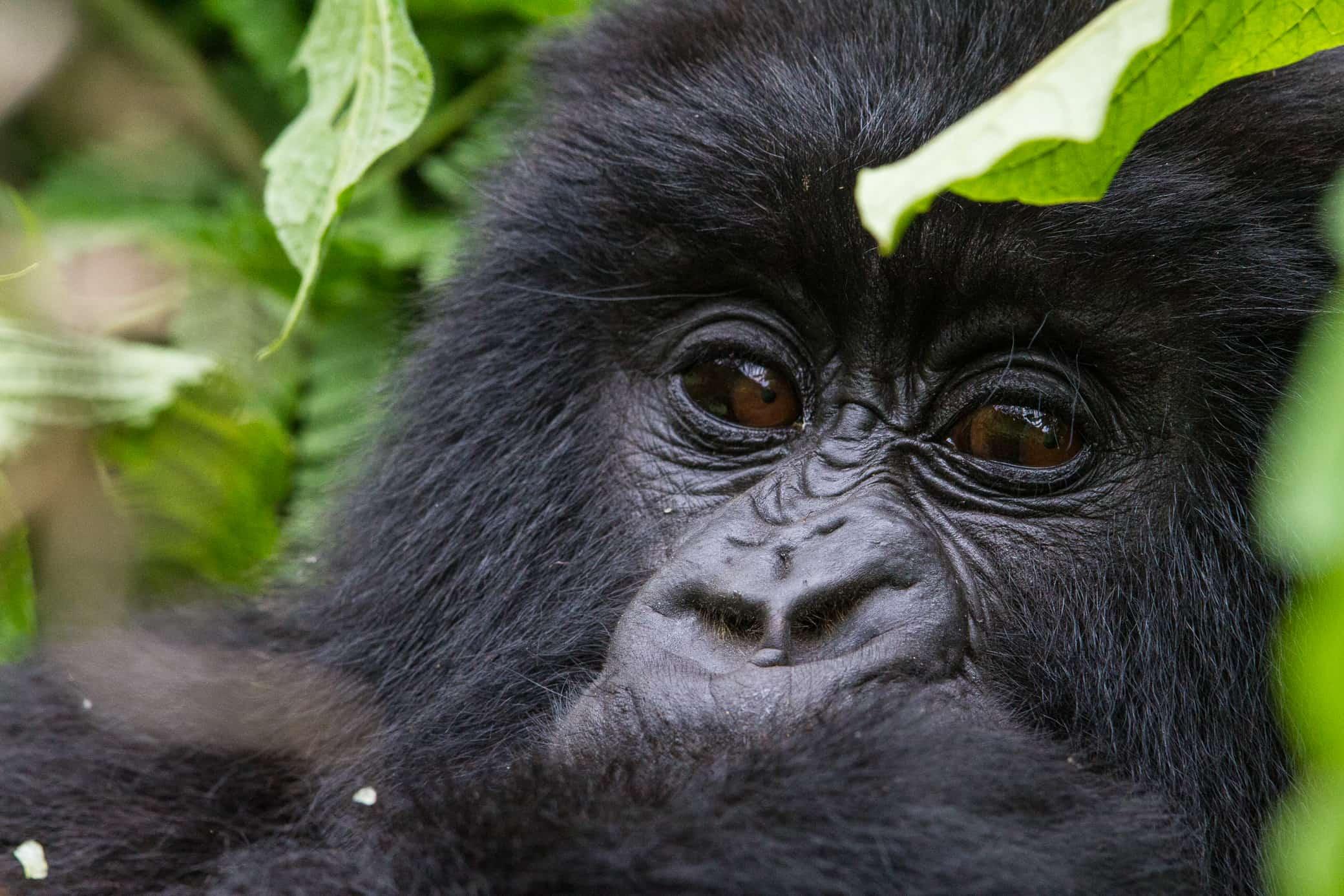 Rwanda is open to tourism with a once-in-a-lifetime primate safari experience