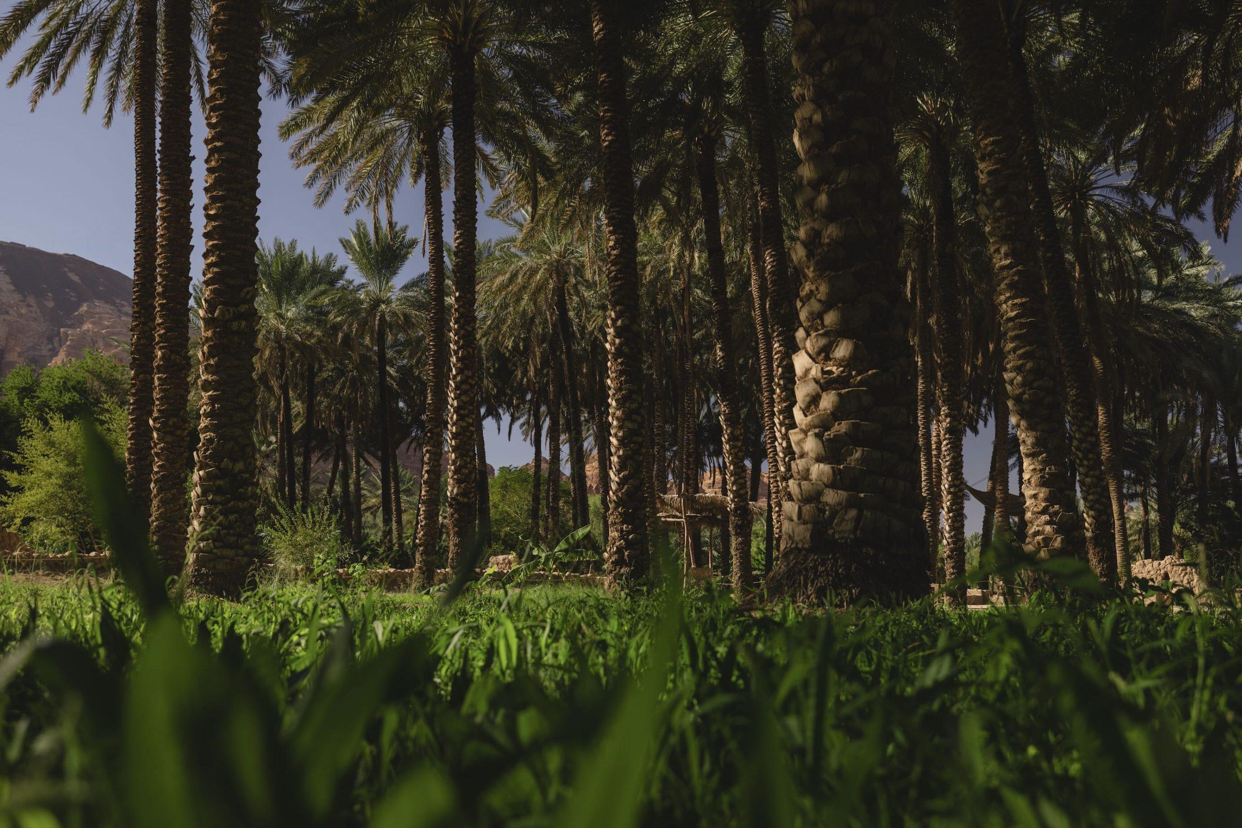 AlUla Dates Season Returns With Markets & Ancient Traditions