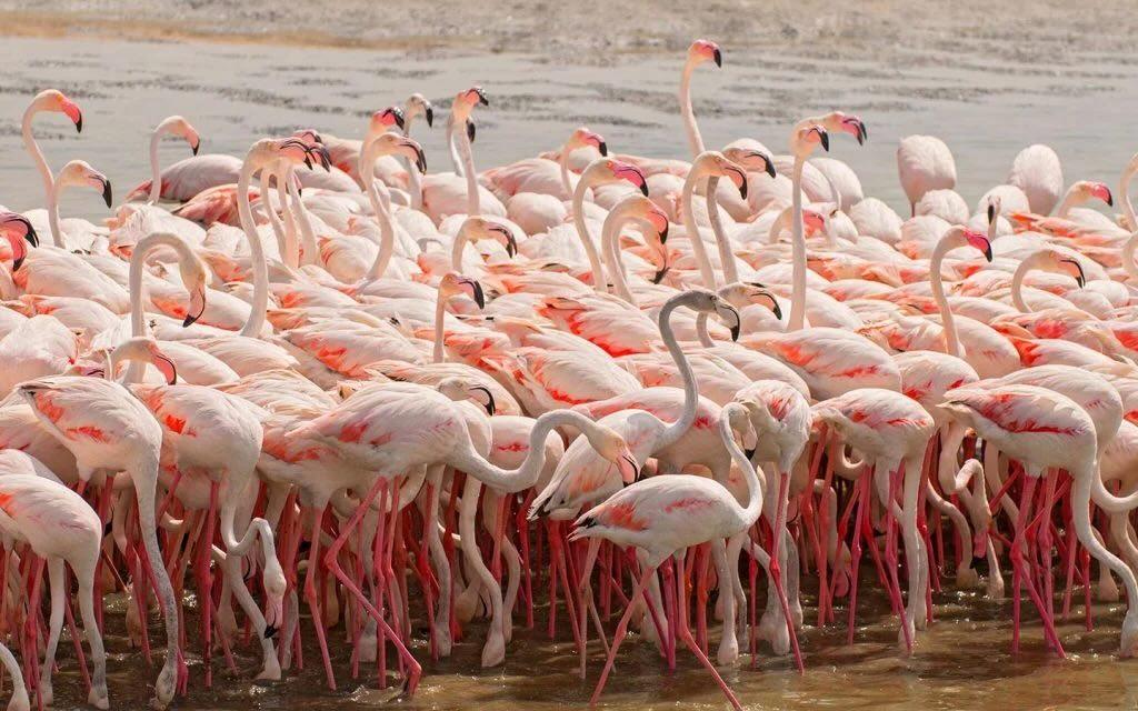 Ras Al Khor Wildlife Sanctuary to get a major glow up