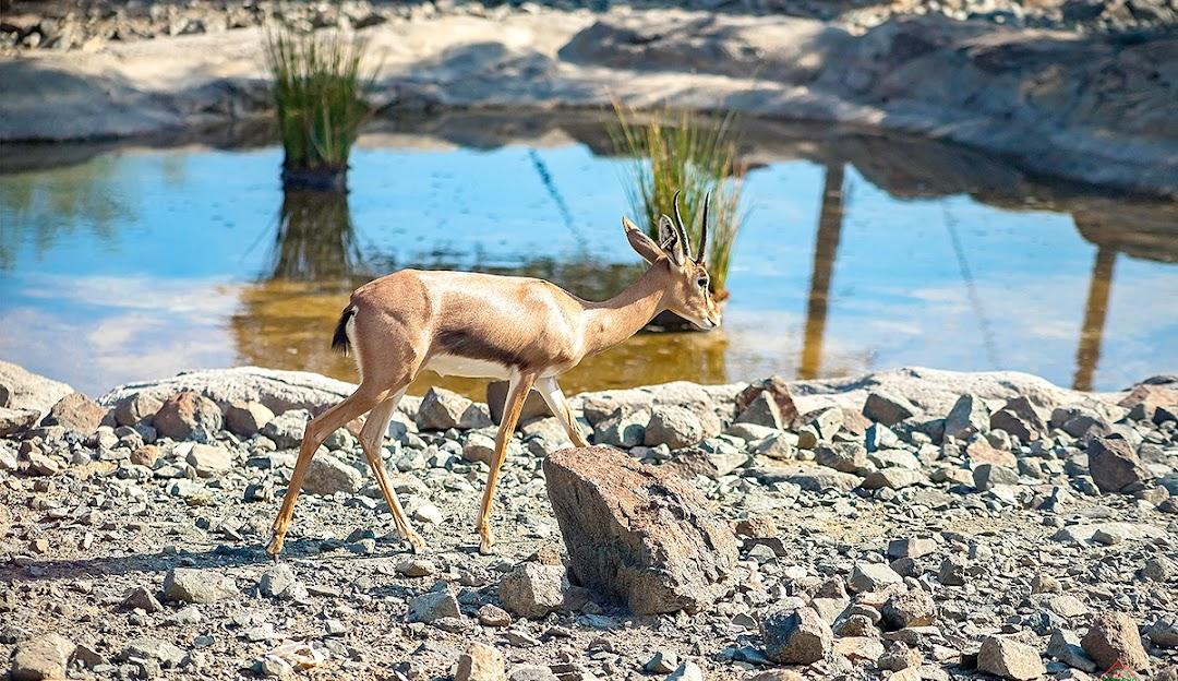 Dine with deer at the new Aram Café in Sharjah