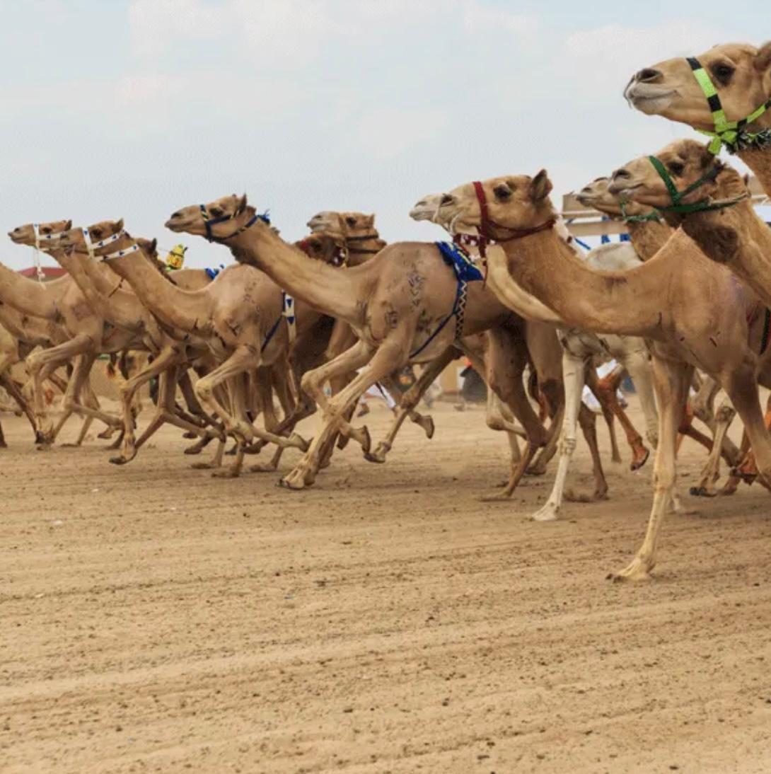 Al Ain Camel Racing Festival makes its debut