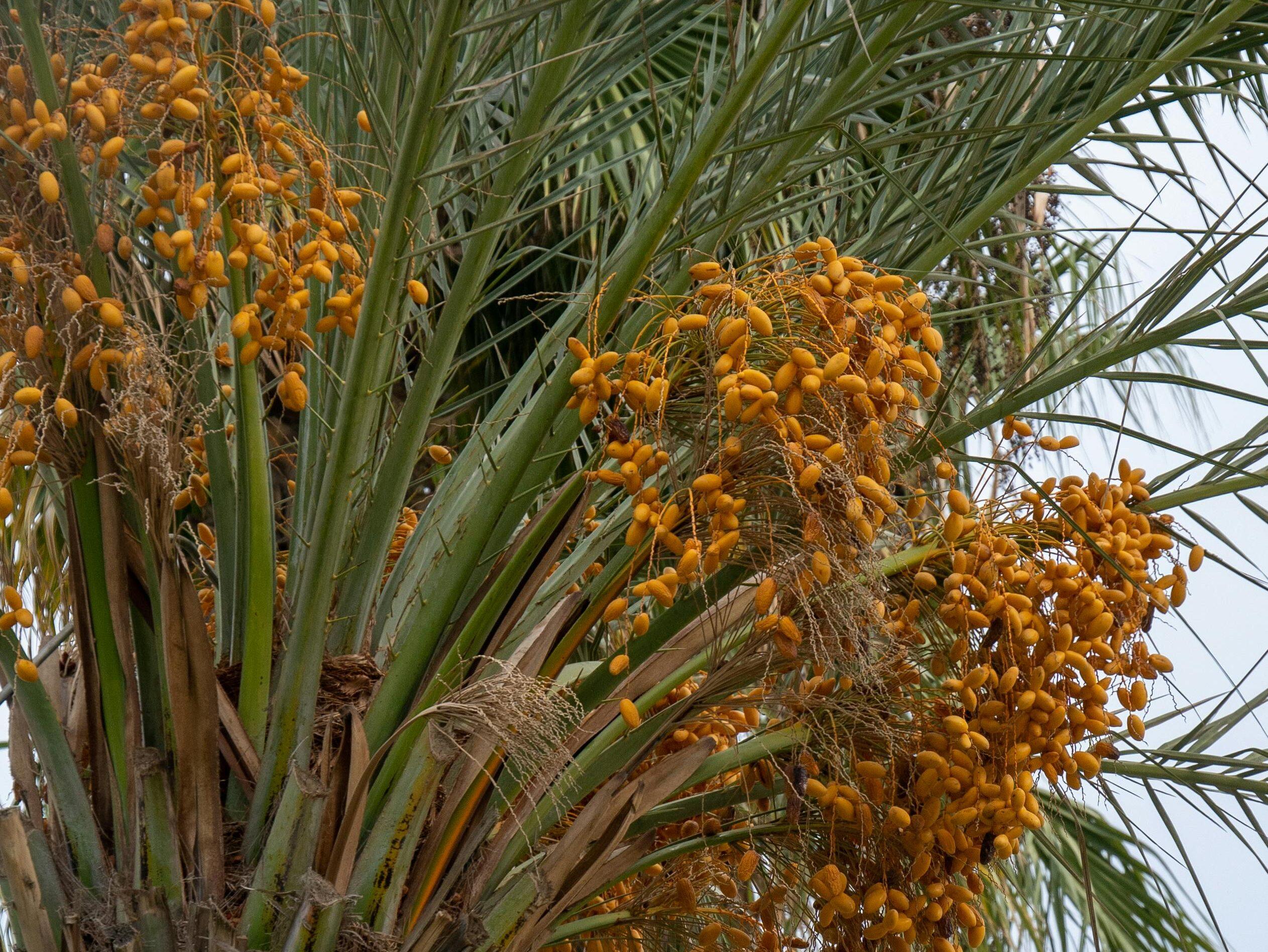 The Diriyah Dates Festival is underway, celebrating Saudi’s sweetest export