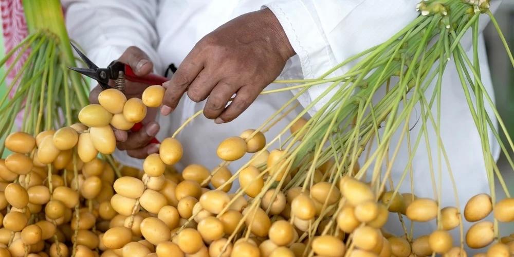 Celebrate tradition and taste at the Al Ain Dates Festival 2026
