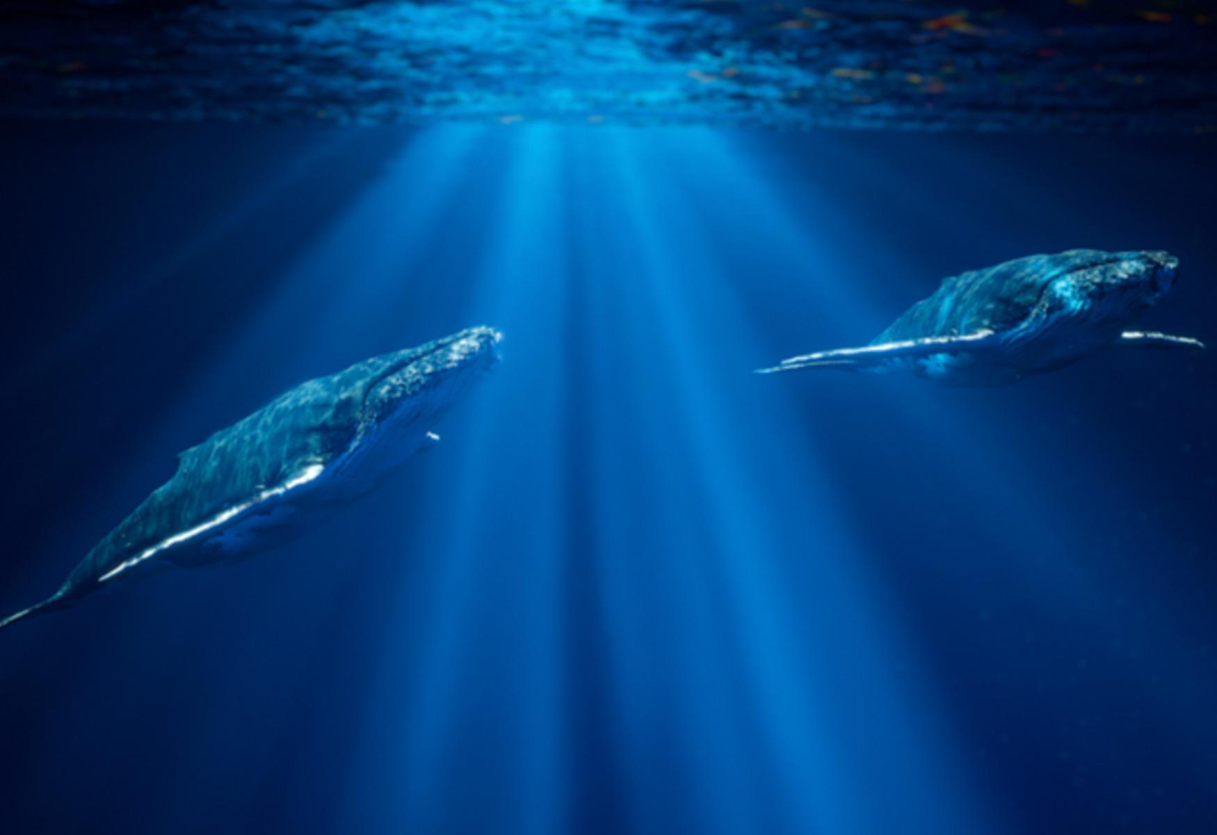 ONE Ocean Makes an Immersive Splash at Science Centre Singapore