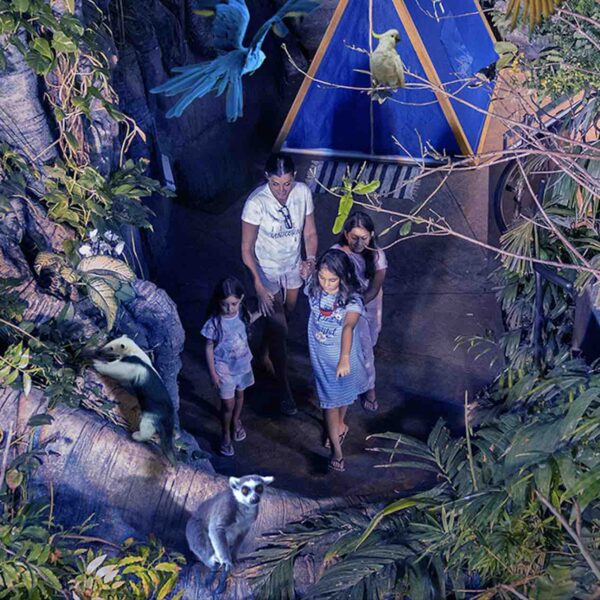 Rainforest Camping