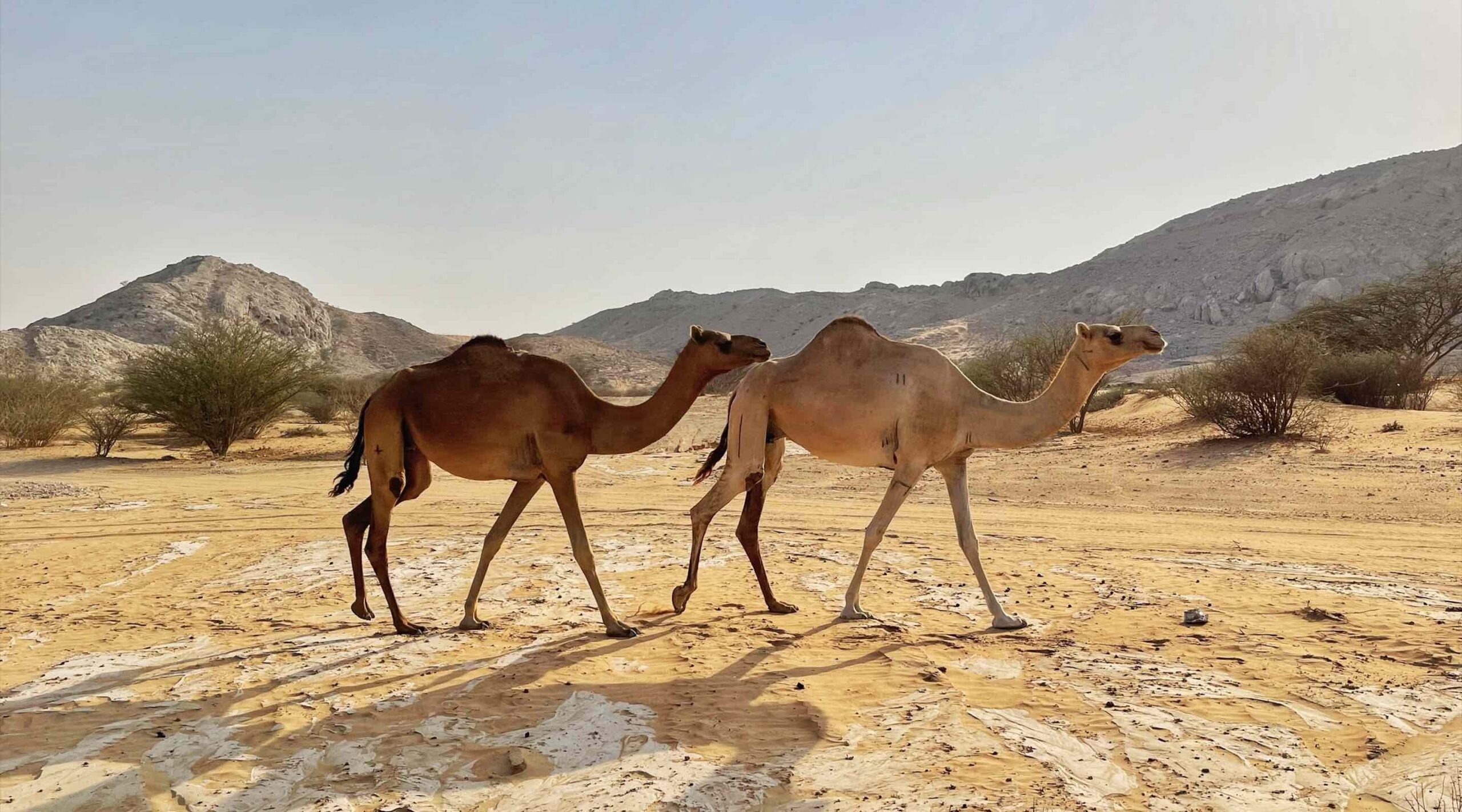 9 cool camel experiences in the UAE - FACT Magazine