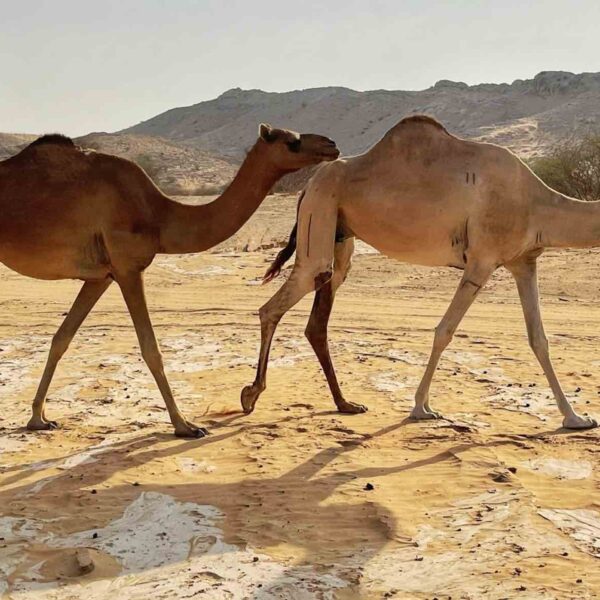 camel experiences in the UAE