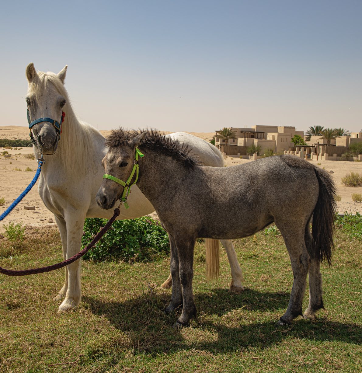 Al Wathba Pony