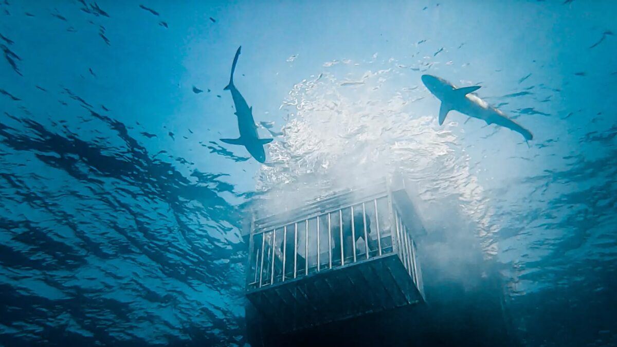 cage diving with sharks