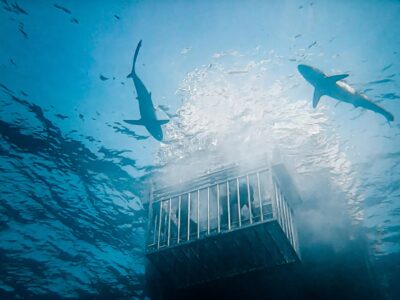 cage diving with sharks